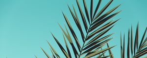 Preview wallpaper palm, branches, leaves, sky, plant