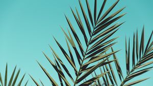 Preview wallpaper palm, branches, leaves, sky, plant