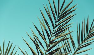 Preview wallpaper palm, branches, leaves, sky, plant