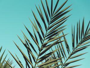 Preview wallpaper palm, branches, leaves, sky, plant