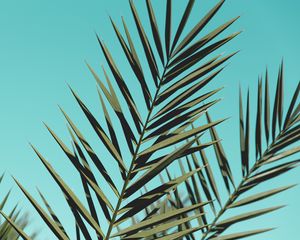 Preview wallpaper palm, branches, leaves, sky, plant