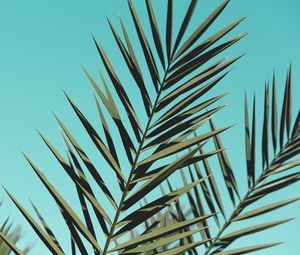 Preview wallpaper palm, branches, leaves, sky, plant