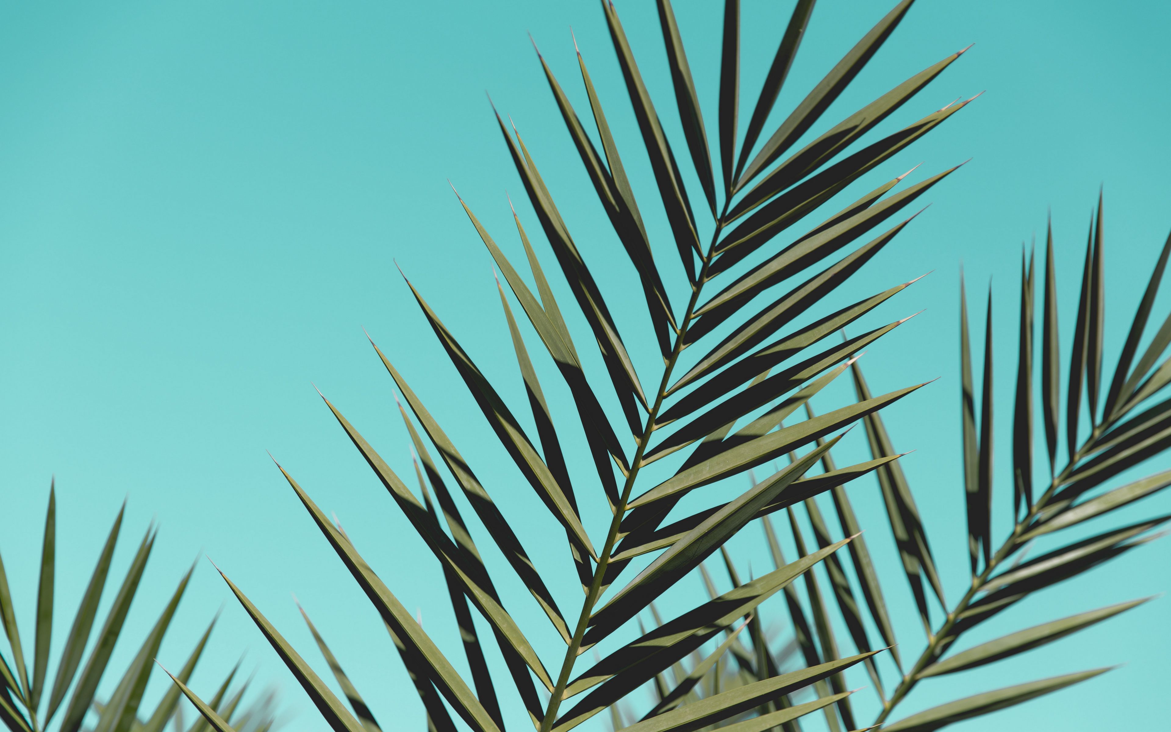 Download wallpaper 3840x2400 palm, branches, leaves, sky, plant 4k ...