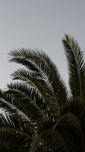 Preview wallpaper palm, branches, leaves, plant