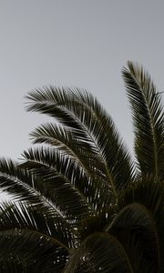 Preview wallpaper palm, branches, leaves, plant