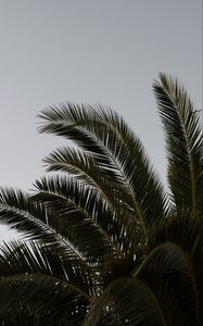 Preview wallpaper palm, branches, leaves, plant