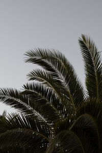 Preview wallpaper palm, branches, leaves, plant