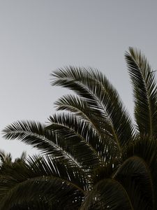 Preview wallpaper palm, branches, leaves, plant