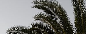 Preview wallpaper palm, branches, leaves, plant