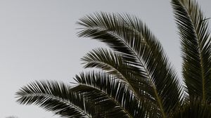 Preview wallpaper palm, branches, leaves, plant