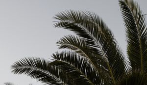 Preview wallpaper palm, branches, leaves, plant