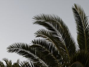 Preview wallpaper palm, branches, leaves, plant