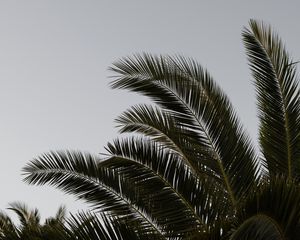 Preview wallpaper palm, branches, leaves, plant