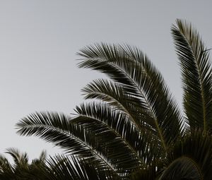 Preview wallpaper palm, branches, leaves, plant