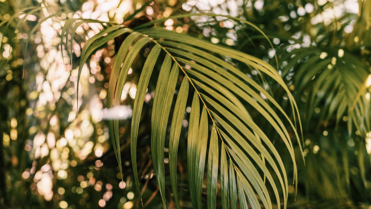 Wallpaper palm, branches, plant, green