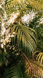 Preview wallpaper palm, branches, plant, green