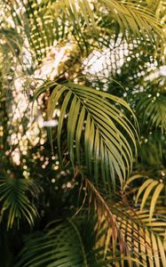 Preview wallpaper palm, branches, plant, green