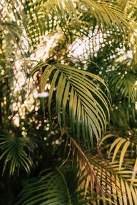 Preview wallpaper palm, branches, plant, green