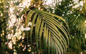 Preview wallpaper palm, branches, plant, green