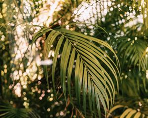 Preview wallpaper palm, branches, plant, green