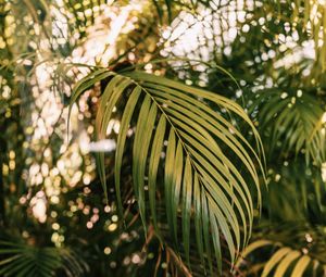 Preview wallpaper palm, branches, plant, green