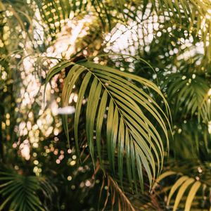 Preview wallpaper palm, branches, plant, green