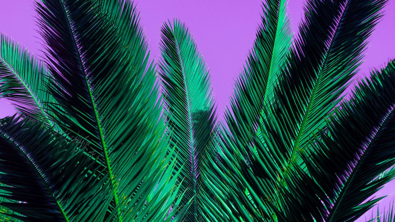 Wallpaper palm, branches, plant, leaves, purple