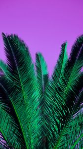 Preview wallpaper palm, branches, plant, leaves, purple