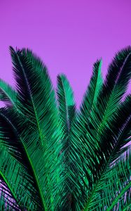 Preview wallpaper palm, branches, plant, leaves, purple