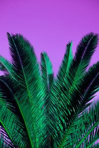 Preview wallpaper palm, branches, plant, leaves, purple