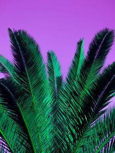 Preview wallpaper palm, branches, plant, leaves, purple