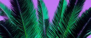 Preview wallpaper palm, branches, plant, leaves, purple