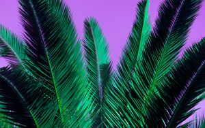 Preview wallpaper palm, branches, plant, leaves, purple