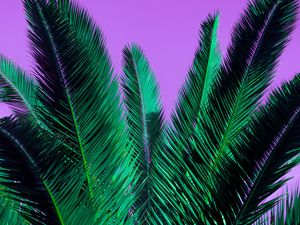 Preview wallpaper palm, branches, plant, leaves, purple