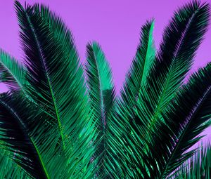 Preview wallpaper palm, branches, plant, leaves, purple