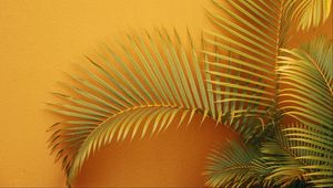 Preview wallpaper palm, branches, plant, wall, orange