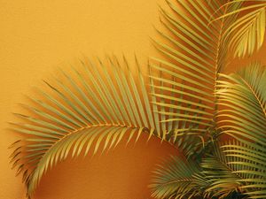 Preview wallpaper palm, branches, plant, wall, orange