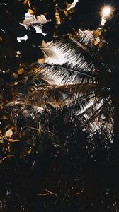 Preview wallpaper palm, branches, shadows, dark, leaves