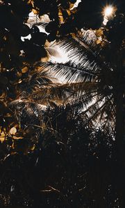 Preview wallpaper palm, branches, shadows, dark, leaves
