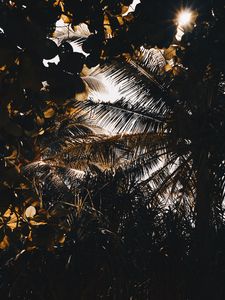 Preview wallpaper palm, branches, shadows, dark, leaves