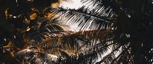 Preview wallpaper palm, branches, shadows, dark, leaves