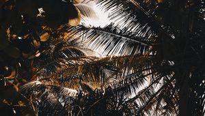 Preview wallpaper palm, branches, shadows, dark, leaves