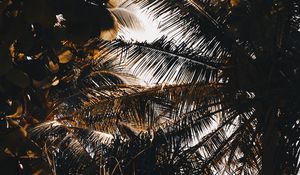 Preview wallpaper palm, branches, shadows, dark, leaves