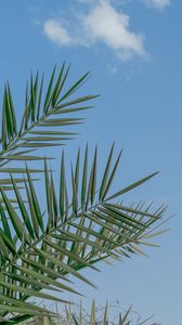 Preview wallpaper palm, branches, sky, clouds, tropics