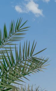 Preview wallpaper palm, branches, sky, clouds, tropics