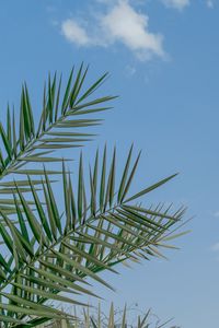 Preview wallpaper palm, branches, sky, clouds, tropics