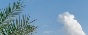 Preview wallpaper palm, branches, sky, clouds, tropics