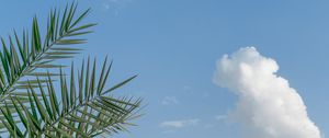 Preview wallpaper palm, branches, sky, clouds, tropics