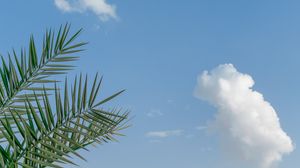 Preview wallpaper palm, branches, sky, clouds, tropics