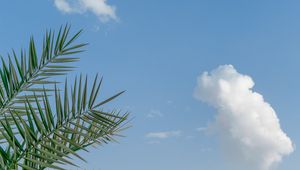 Preview wallpaper palm, branches, sky, clouds, tropics